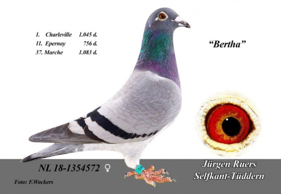 "Bertha" - NL18-1354572